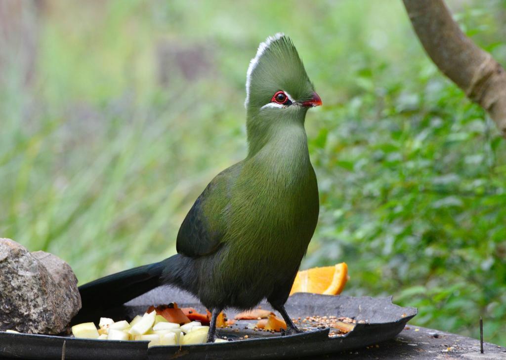 Eagles' Call Cottages And Tent Wilderness Ngoại thất bức ảnh